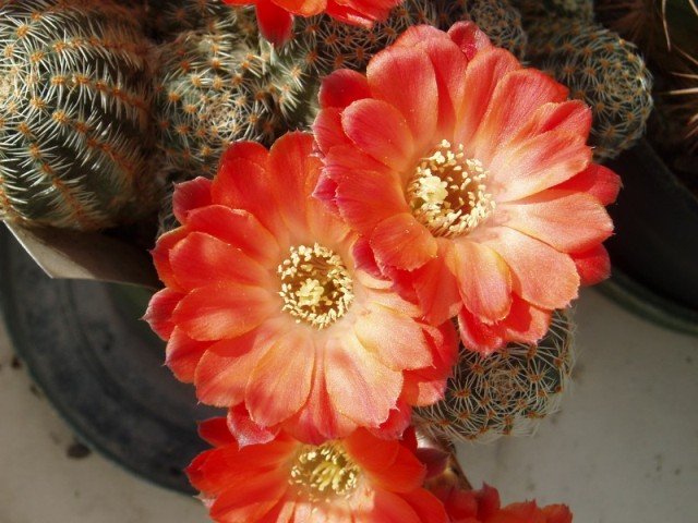 Rebutia_gracilispina_2